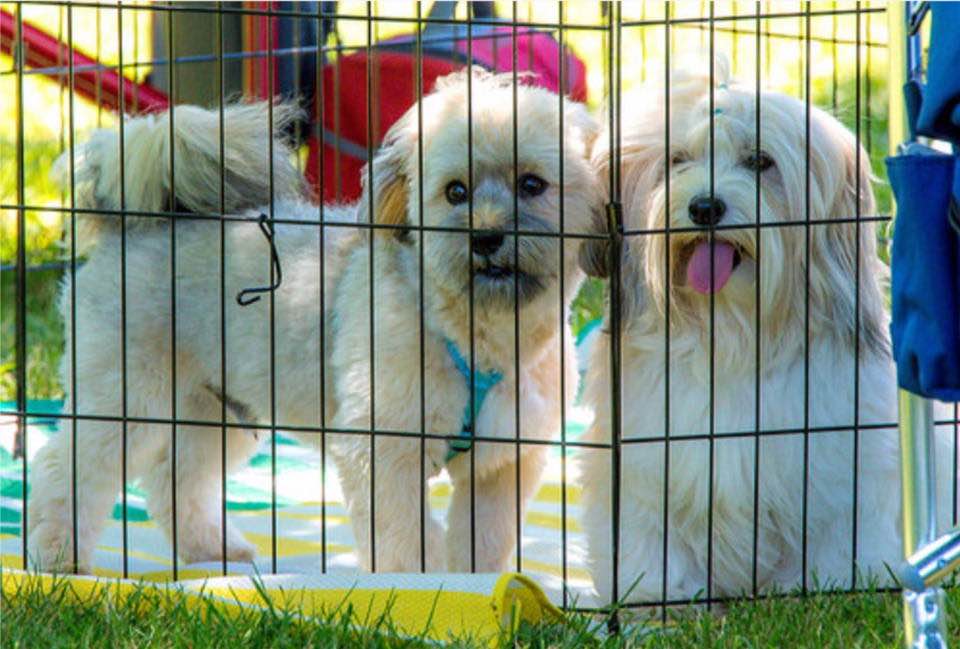 36912413_10156165236567012_5134443165381558272_n