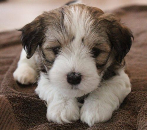 This image has an empty alt attribute; its file name is comet-at-6-weeks-3.jpg